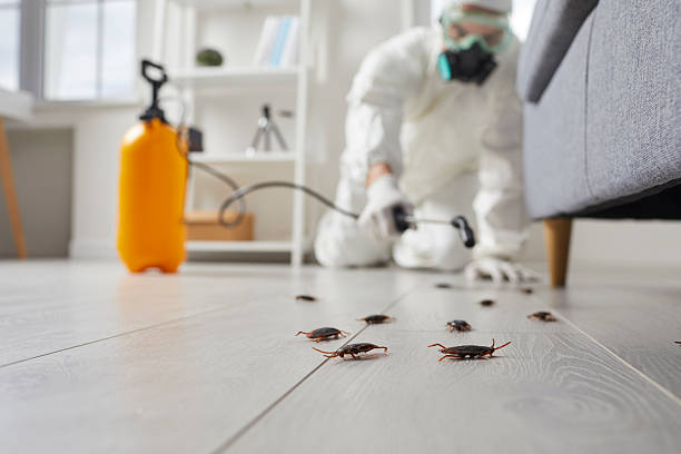 Commercial Rodent Management in Hammond